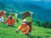 Fresh yourself by Nature Tour packages in Darjeeling