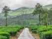Best offers on Holiday Tour Packages to wayanad